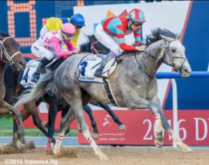 Lani winning the UAE Derby