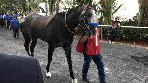 Arrogate before The Pegasus