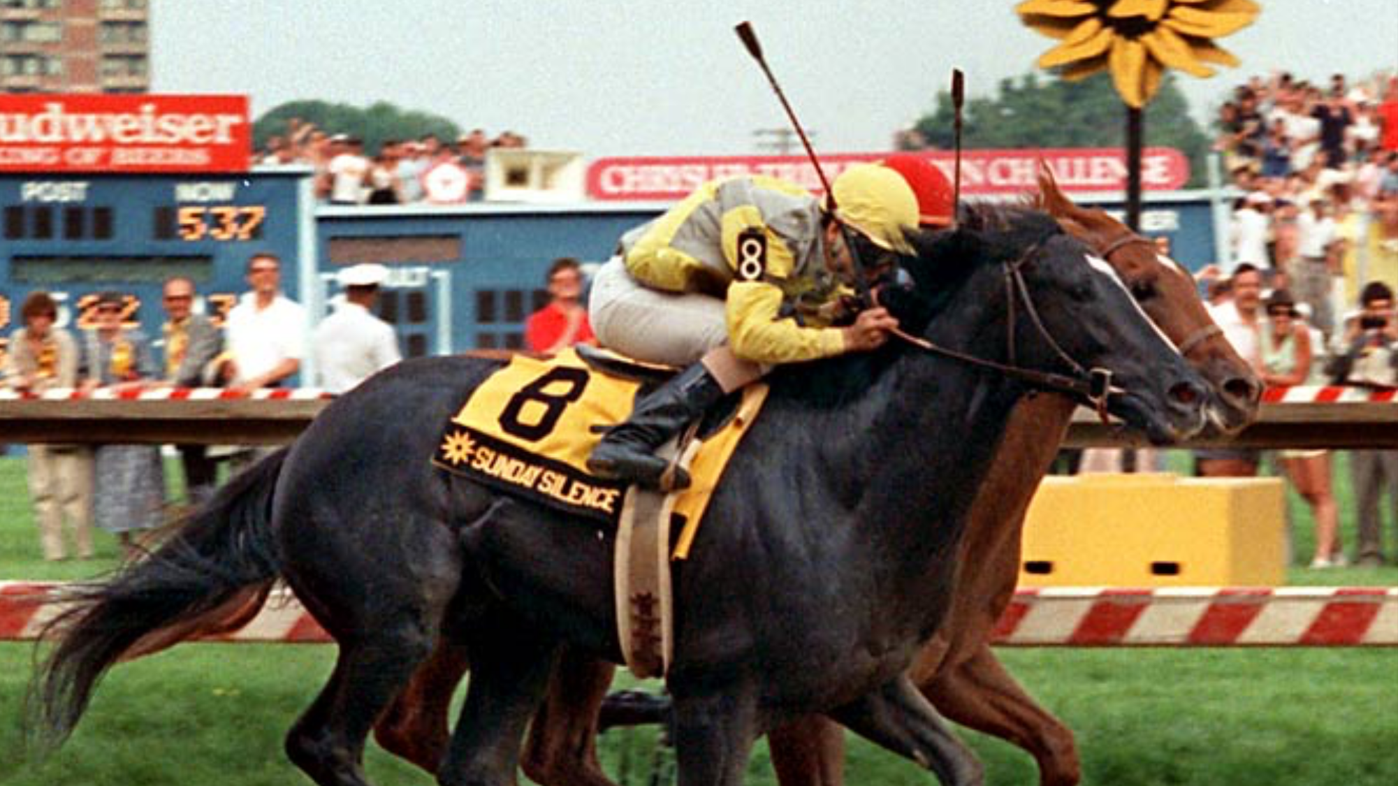 Amazon.com: Sunday Silence 1989 Kentucky Derby Winner Horse