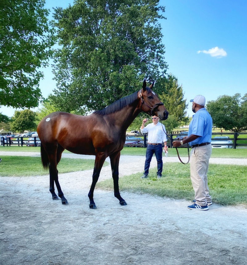 Maryland-bred Yearling Show champion sells for six figures at Fasig ...