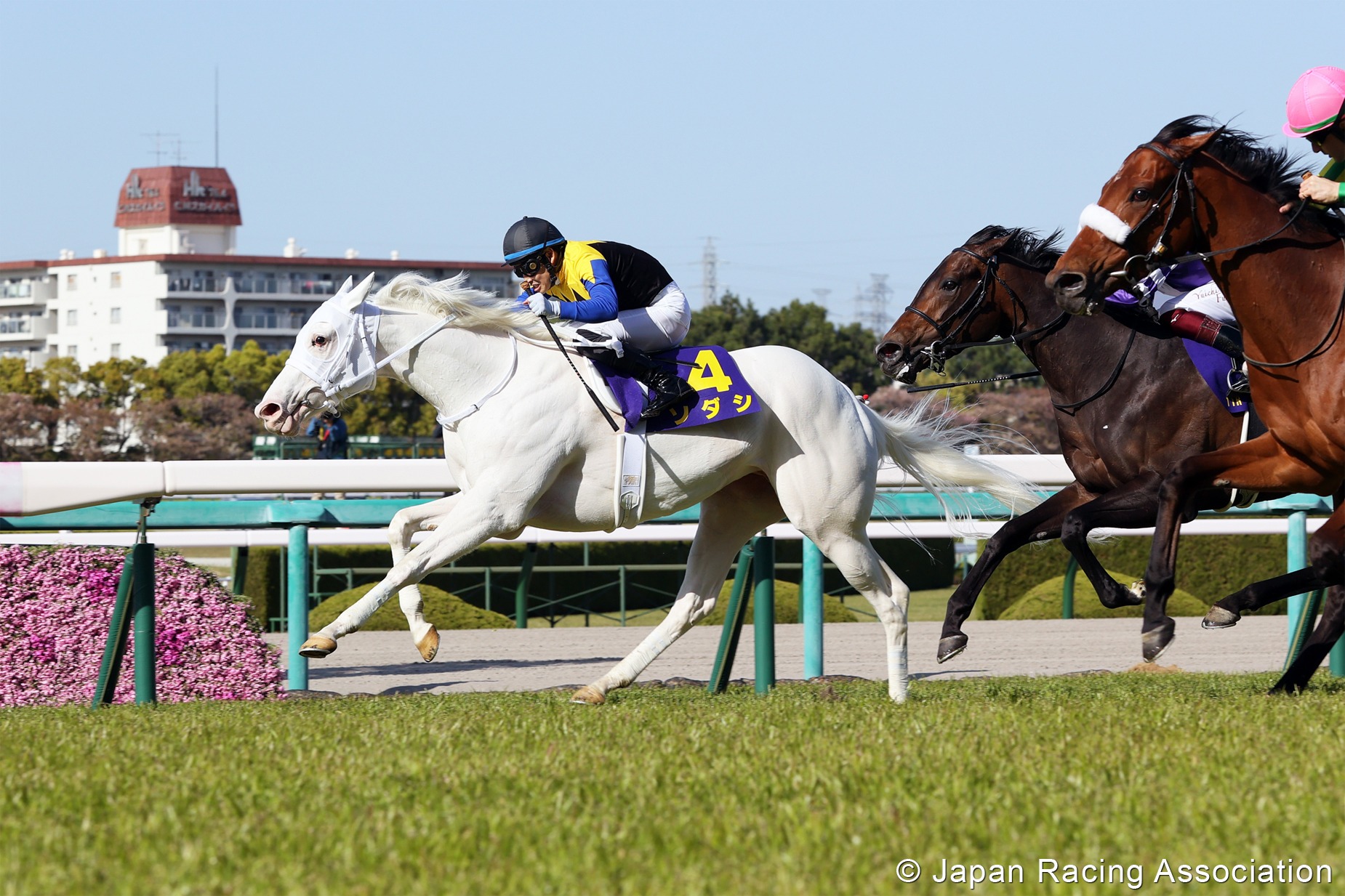 Sodashi first white filly to win a Japanese Classic Past The Wire