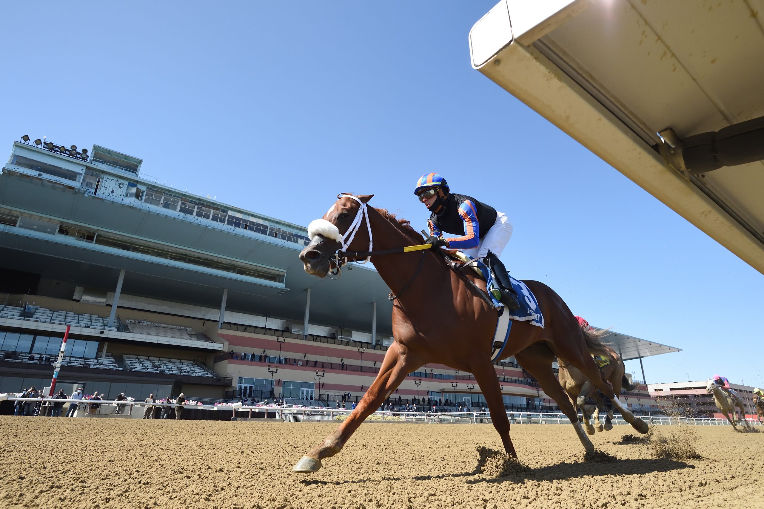 Drain the Clock pointed to the Gulfstream Park Sprint Past The Wire