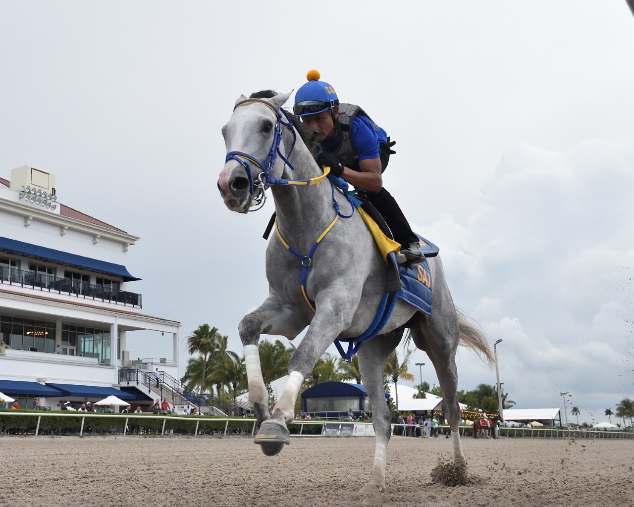 White Abarrio ‘Wows’ in Gulfstream BetweenRaces Work Past The Wire
