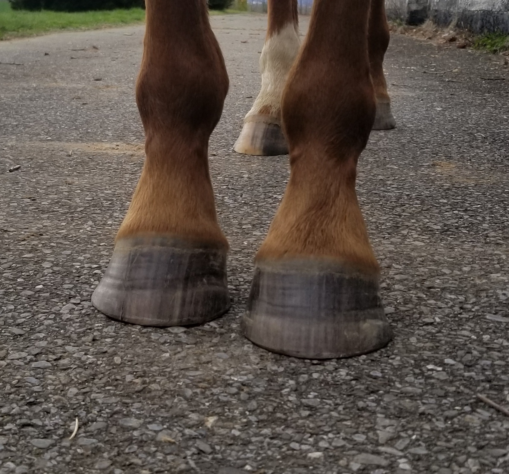 Healthy hoof discount