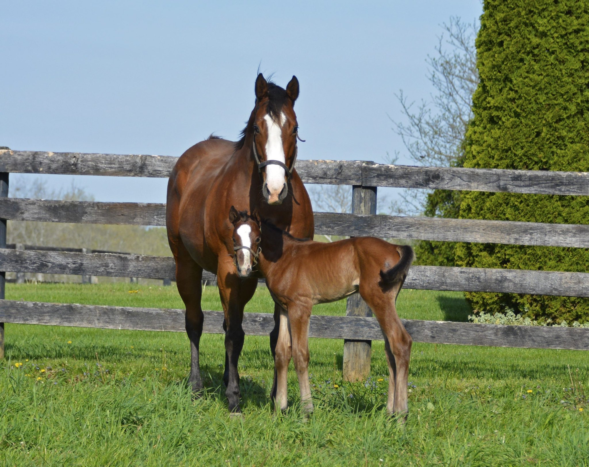 the-jockey-club-releases-2022-report-of-mares-bred-statistics-past