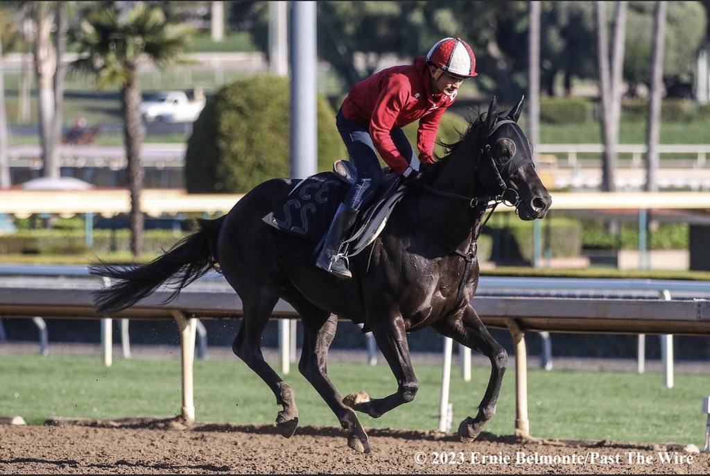 Mandarin Hero takes a spin around Santa Anita. Ernie Belmonte, Past The Wire