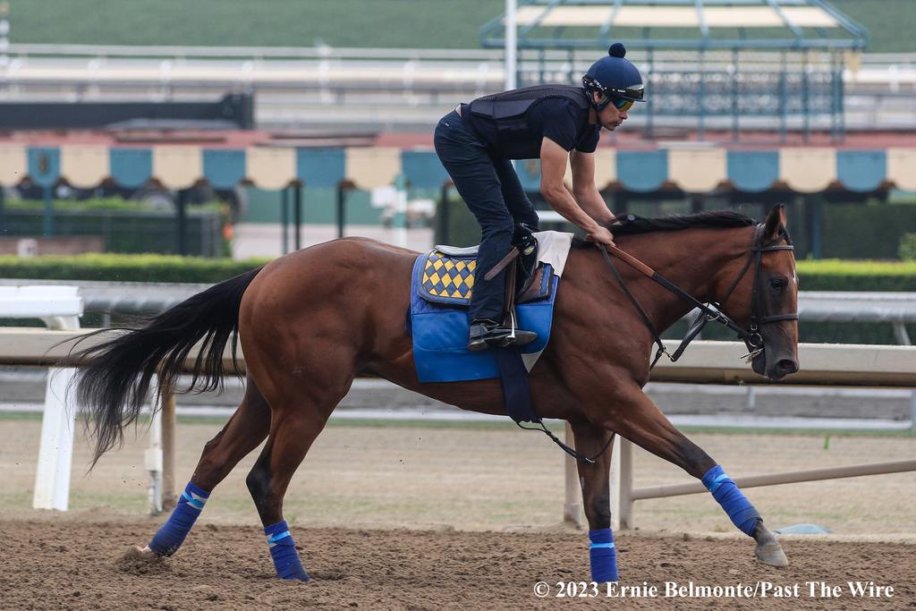 Muth galloping at Santa Anita. (Ernie Belmonte/Past The Wire)