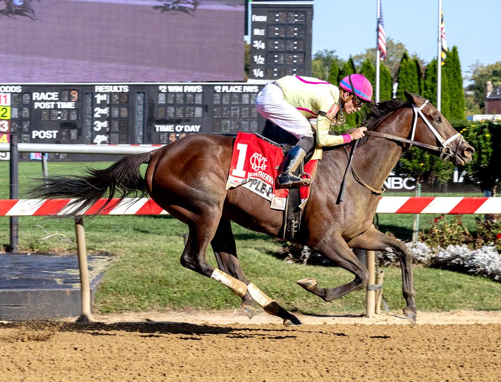 Apple Picker winning the Weather Vane at Pimlico in September. (Jim McCue/MJC)