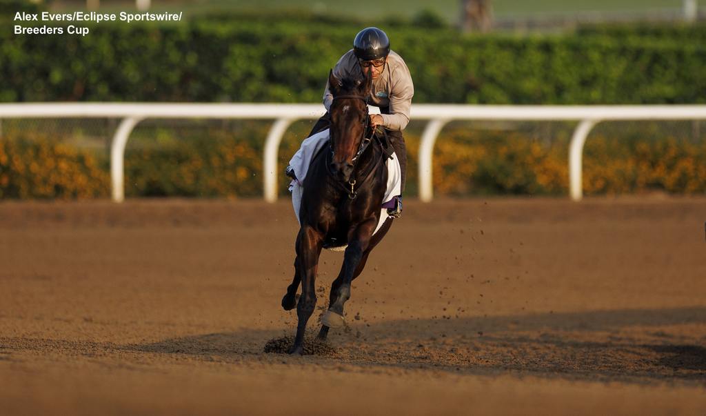 The ‘Old Master’ Mike Smith puts Tamara through a gallop. (Alex Evers/Eclipse Sportswire/Breeders Cup)