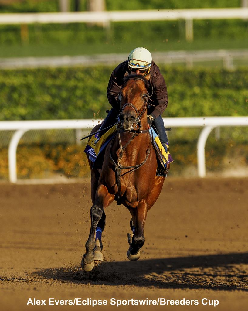 Arabian Knight looking fit and fierce. (Alex Evers/Eclipse Sportswire/Breeders Cup)