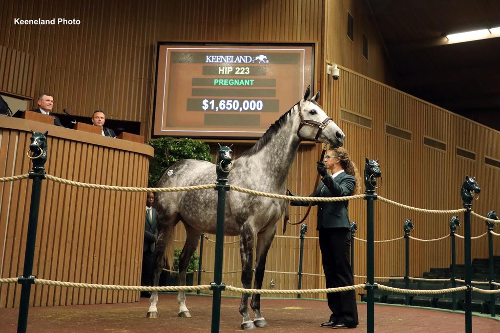 Hip 223 Dalika. (Keeneland Photo)