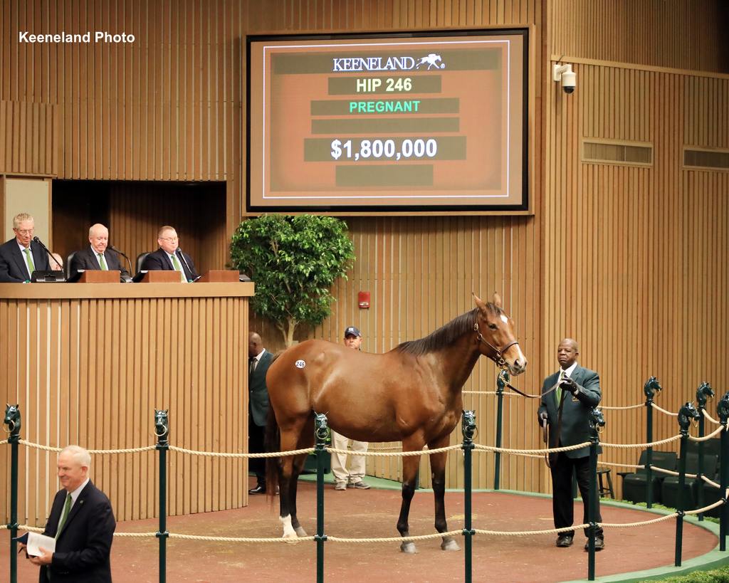 Hip 246, Ack Naughty,2023 Keeneland November Sale