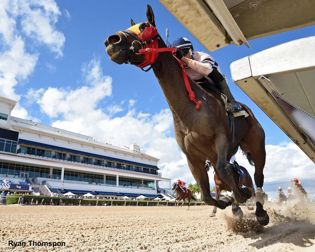 Rastani breaking his maiden at Gulfstream Park Oct. 20, 2023. (Ryan Thomspon)