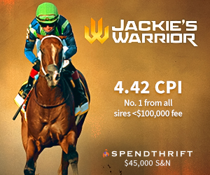 SP: Jackies Warrior Square (ad)