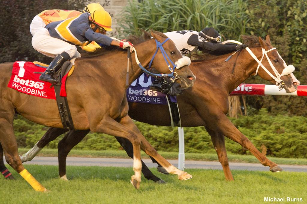 Aim for the Sky and jockey Rico Walcott winning Race 11 on September 17, 2023, at Woodbine (Michael Burns Photo)