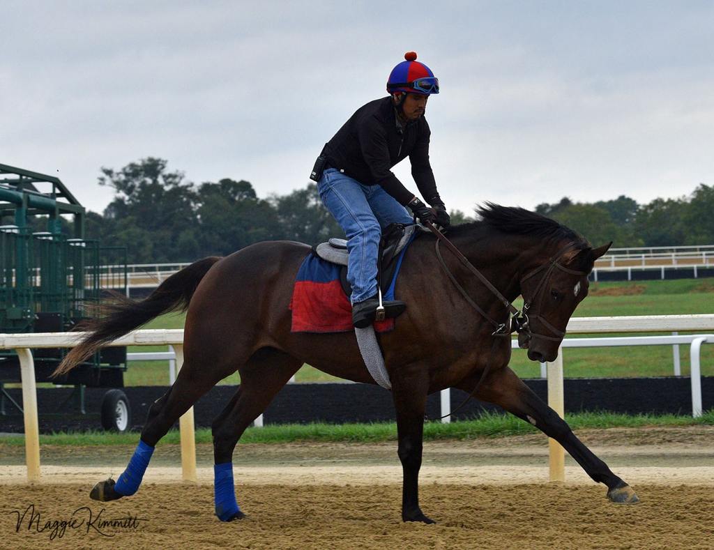 Swore in a work at Herringswell Stables at Fair Hill. (Maggie Kimmit Photo)