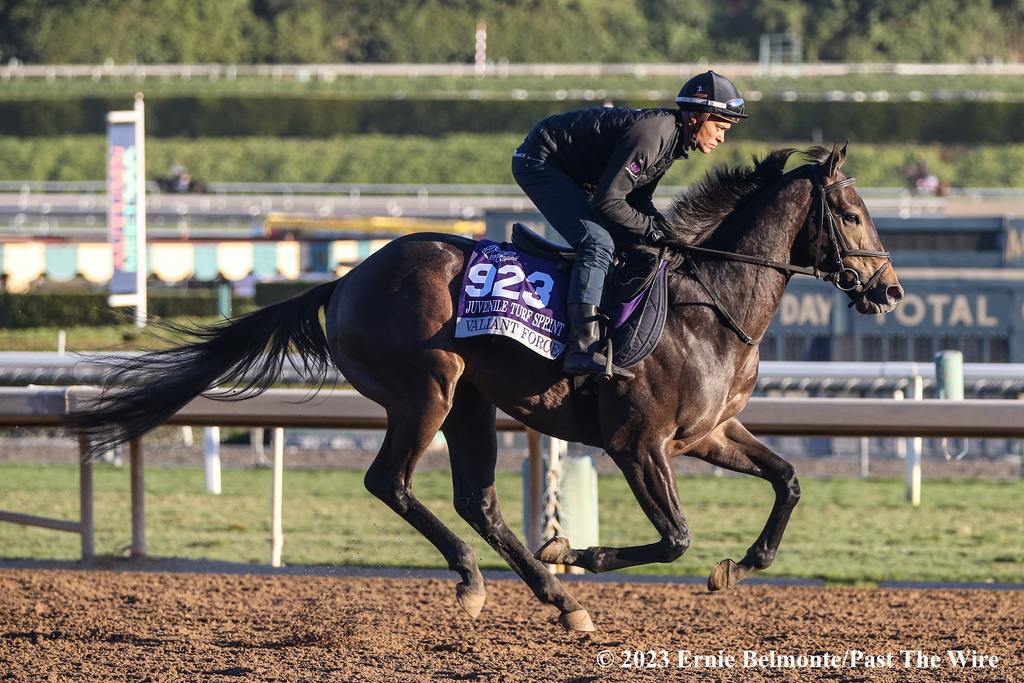 Valiant Force was a game second in the Breeders' Cup Juvenile Turf Sprint. (Ernie Belmonte/Past The Wire)