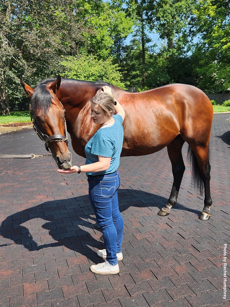 The one and only gentle giant American Pharoah (Pioneerof The Nile – Littleprincessemma by Yankee Gentleman) 2024 Fee: $50,000. (photo by Rachel Humphrey)