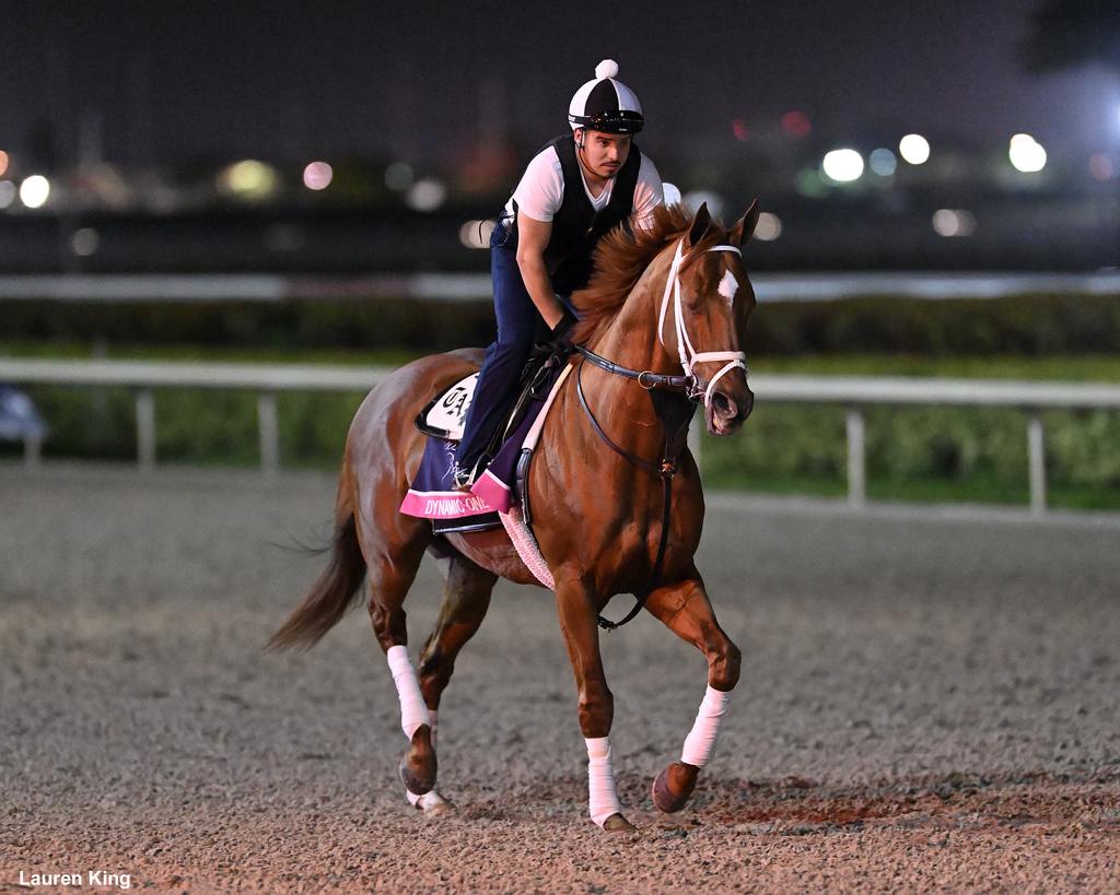 Dynamic One out on the track today at Gulfstream Park. (Lauren King)