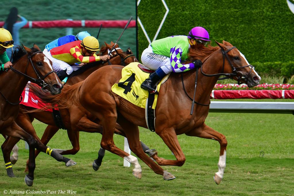 Vive Veuve scores in the Sanibel Island March 30 at Gulfstream Park (Juliana Colombo/Past The Wire)