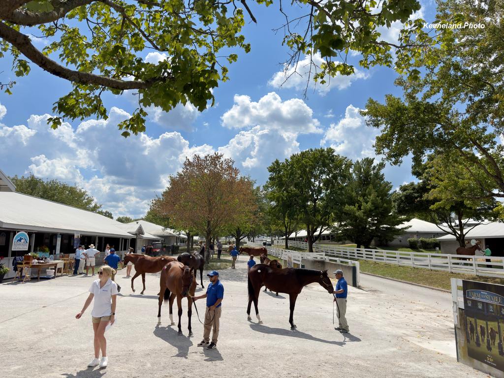 Scenics, 2024 Keeneland September Yearling Sale