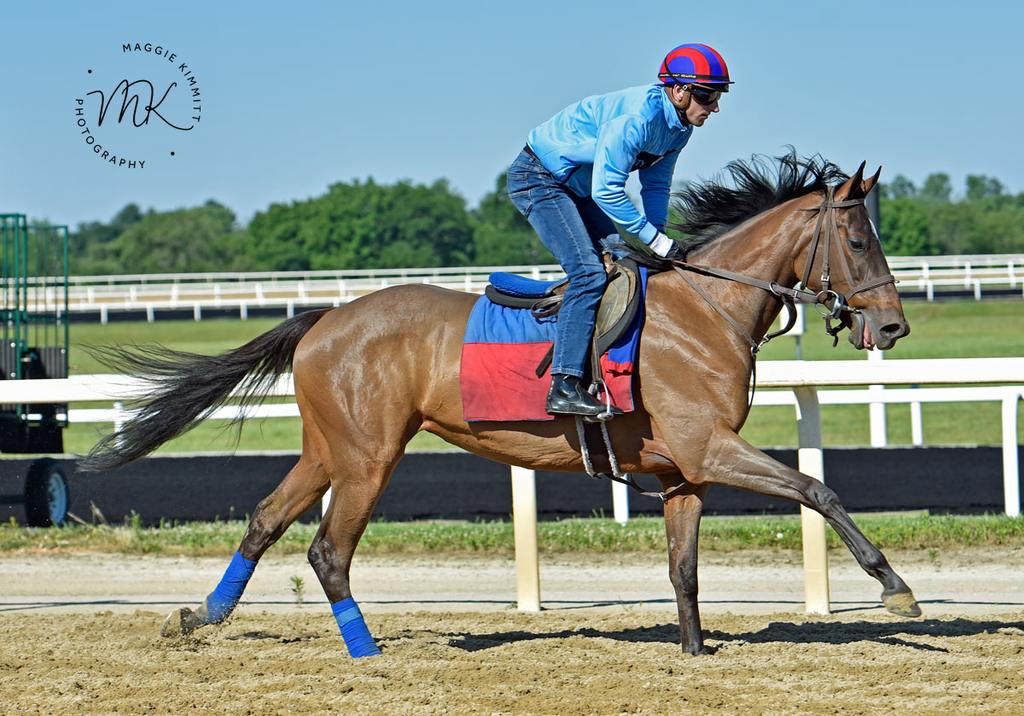 Beach Bomb training at Fair Hill. (Maggie Kimmit/Herringswell Stable)