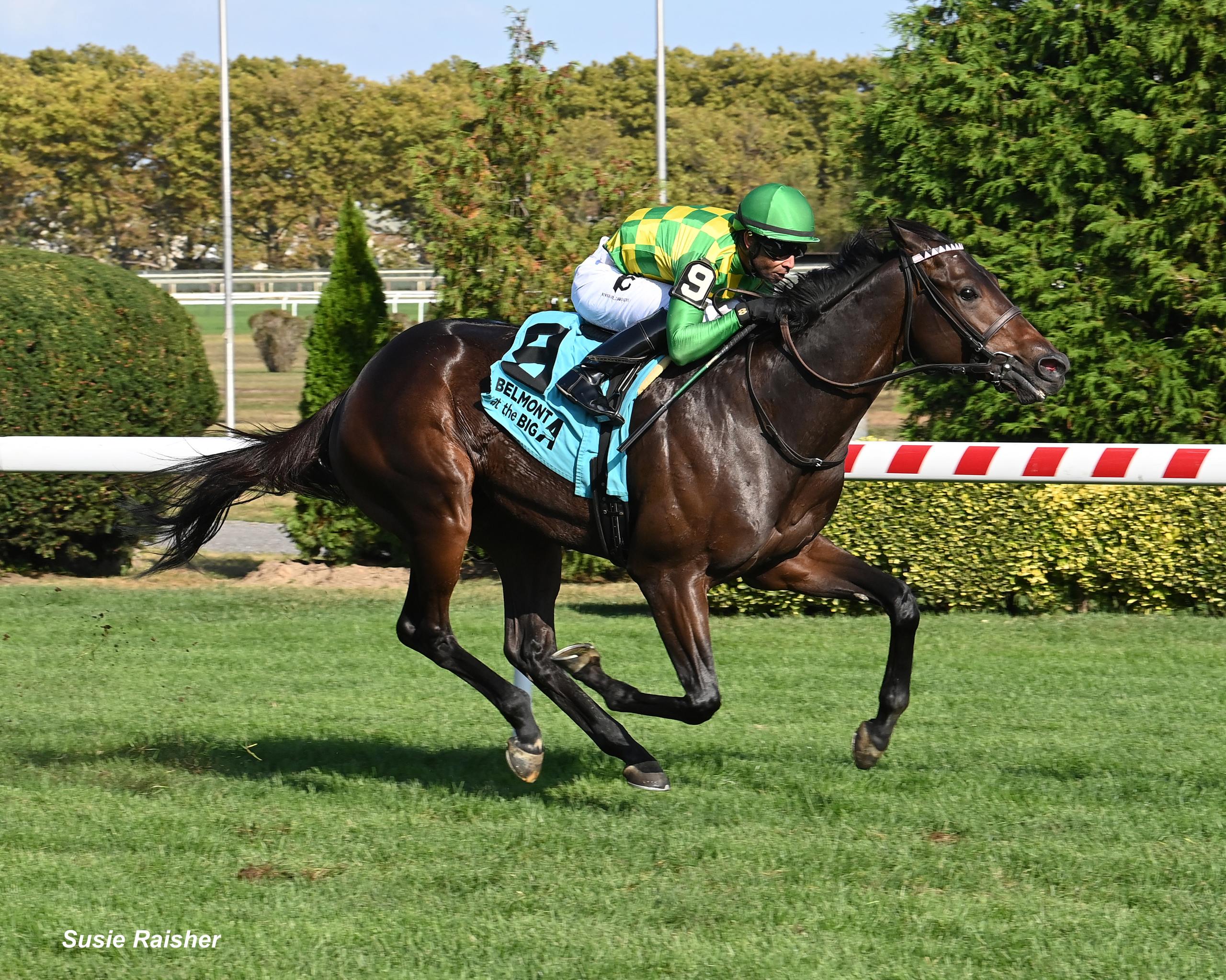 Donegal Momentum Soars on Turf in Gio Ponti - Past The Wire