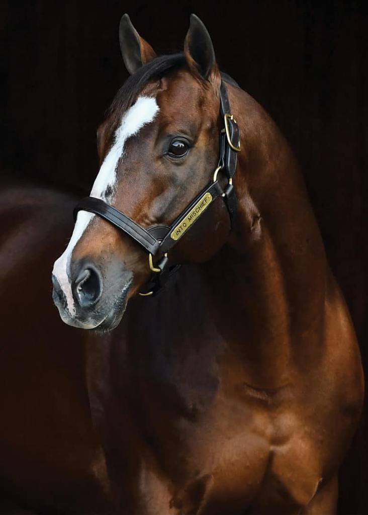 Into Mischief. (Spendthrift Farm Photo)