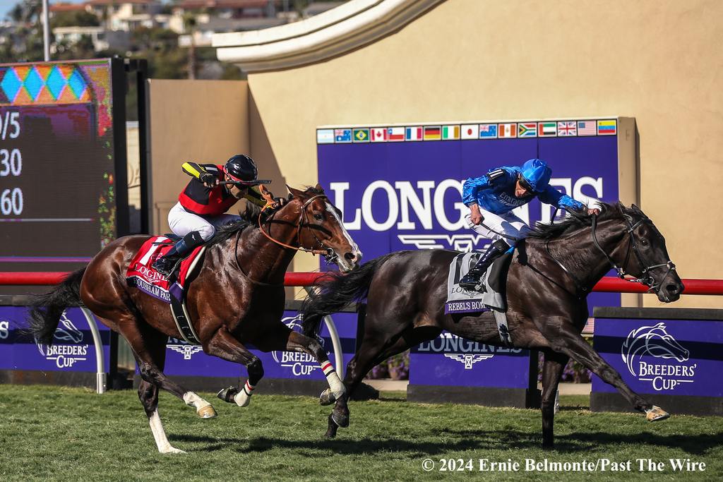 Rebel's Romance took the 2024 Breeders' Cup Turf. (Ernie Belmonte/Past The Wire)