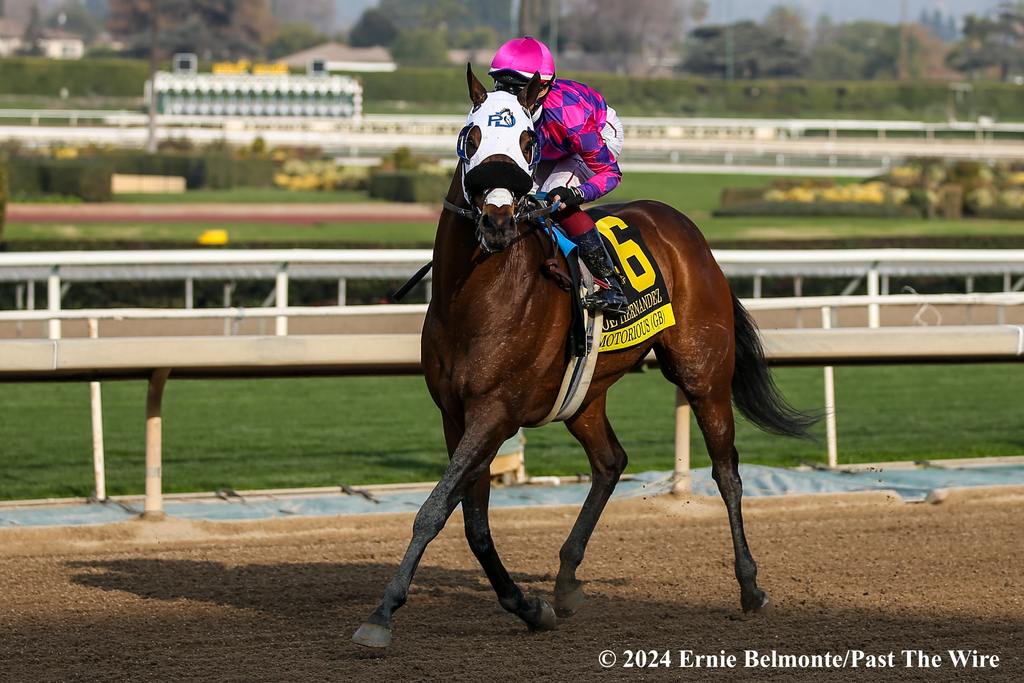 Motorious prances to the winner's circle after his Joe Hernandez victory. (Ernie Belmonte/Past The Wire)