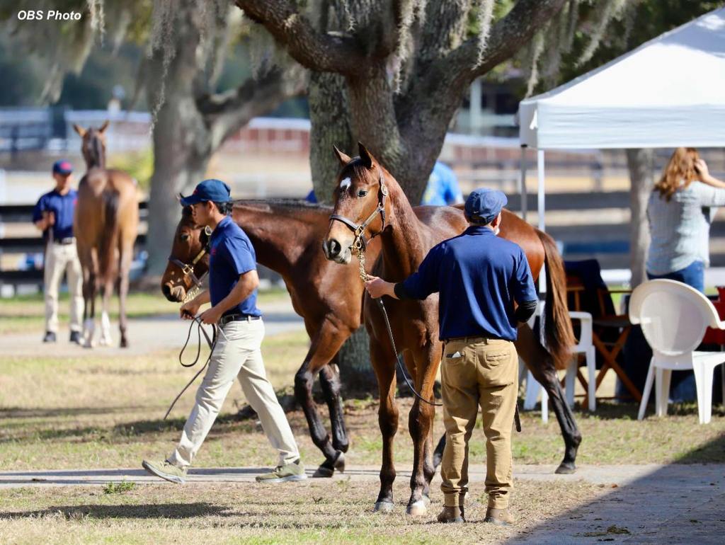 Caring for Thoroughbreds, including those being sold, is extremely labor intensive. (OBS photo)