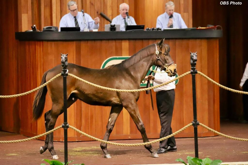 More than 87,600 Thoroughbreds reside in Florida. Thousands of all ages go through the auction ring each year at the Ocala Breeders' Sales. (OBS photo)