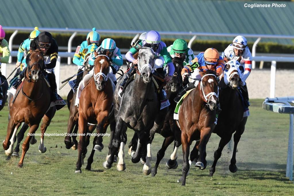 Much more than horse racing is at stake if Florida's decoupling legislation passes. Up to 75 percent of each year's foal crop gets the earliest training as future racehorses in the Ocala region. (Coglianese Photography)