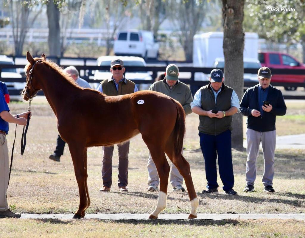 Would-be buyers come from all over America to buy at the OBS sales. (OBS photo)