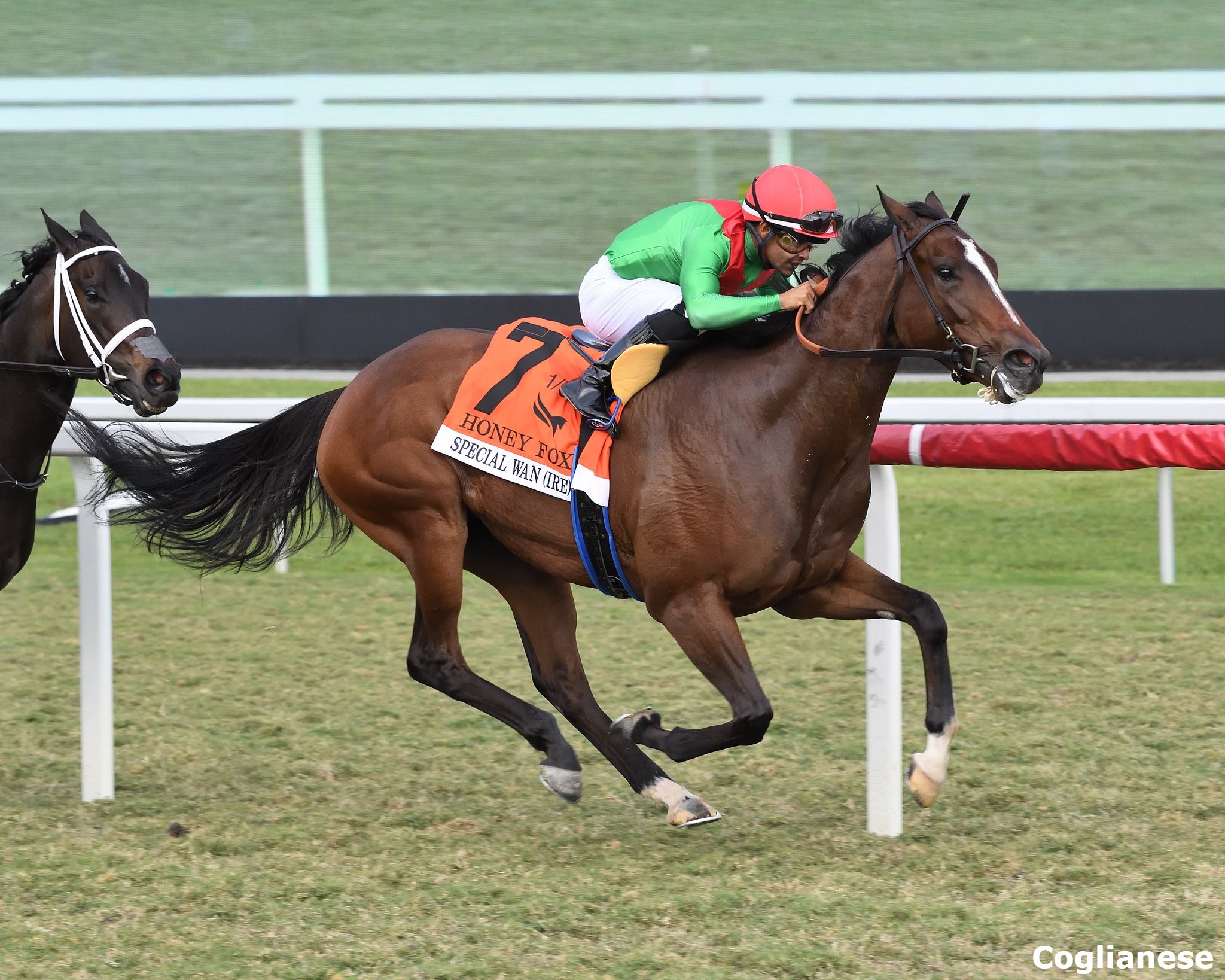 3-1-25-SPECIAL-WAN-Honey-Fox-