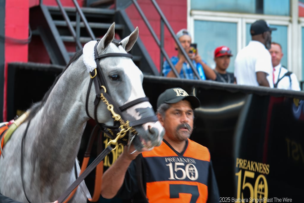 Sandman heads out from the Pimlico paddock for the Preakness post parade. (Barbara Singer/Past The Wire)