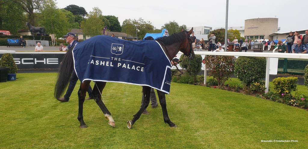 Delacroix, winner of The Cashel Palace Hotel Derby Trial in the winner's circle at Leopardstown. (Photo by Breandán Ó hUallacháin)