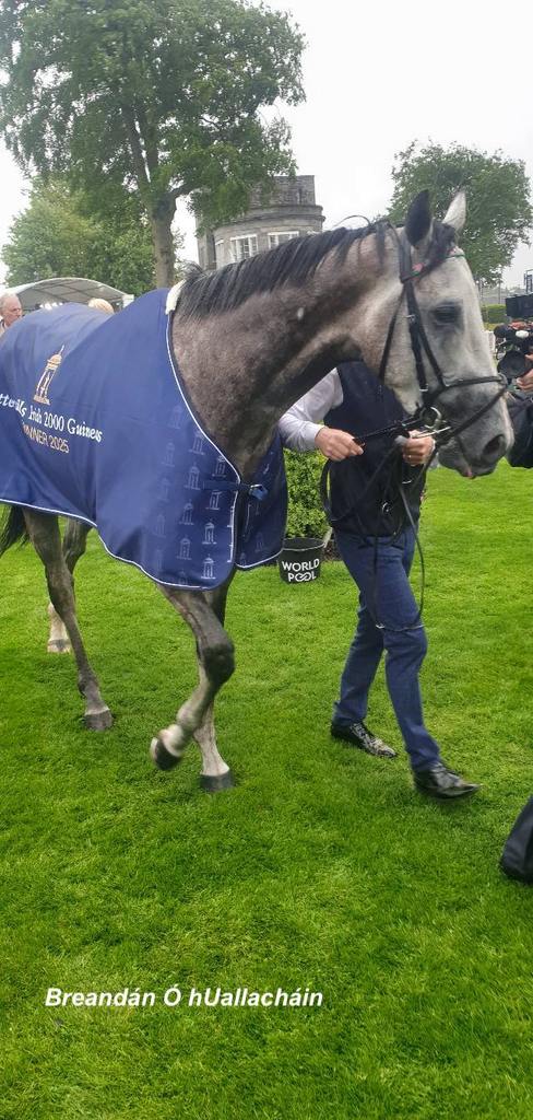 Field Of Gold after winning the Tattersalls Irish 2000 Guineas. (Breandán Ó hUallacháin photo)