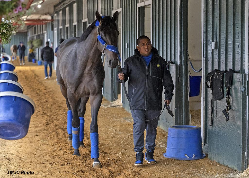 Goal Oriented get oriented with the Pimlico stakes barn. (TMJC Photo)