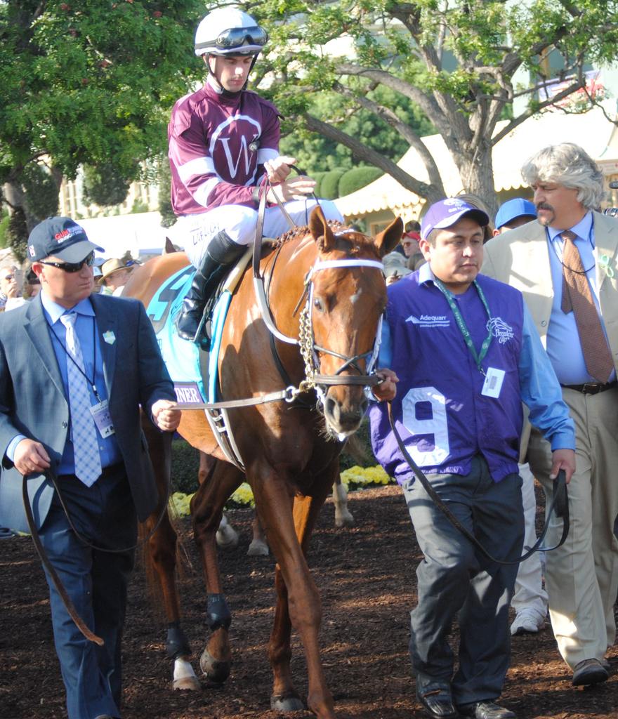 Gun Runner in the walking ring for the 2016 Breeders' Cup Dirt Mile. Trainer Steve Asmussen to the right. Jockey Florent Geroux. (Photo by Jlvsclrk/This file is licensed under the Creative CommonsAttribution-Share Alike 4.0 International license)