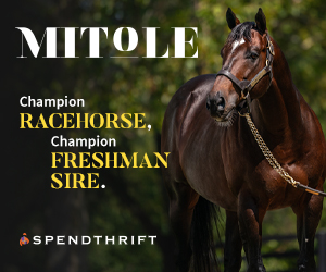 SP: Mitole Square