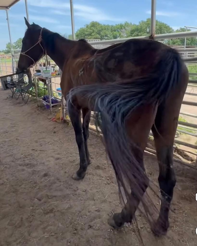 Tyler’s Sensation give a swish of appreciation. (photo courtesy of The Bridge Sanctuary)
