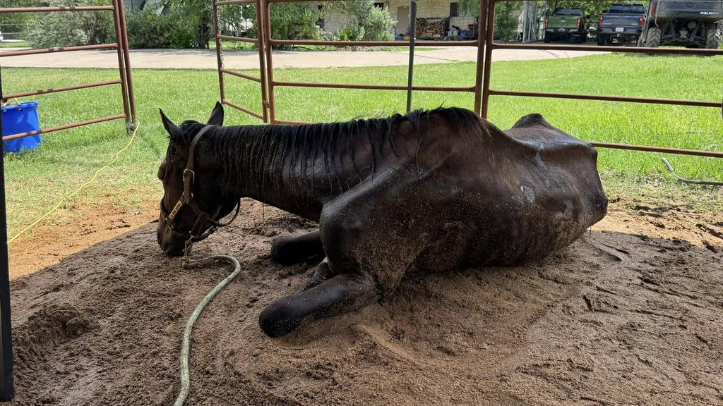 Tyler’s Sensation trying to get up as best he can. (photo courtesy of The Bridge Sanctuary)