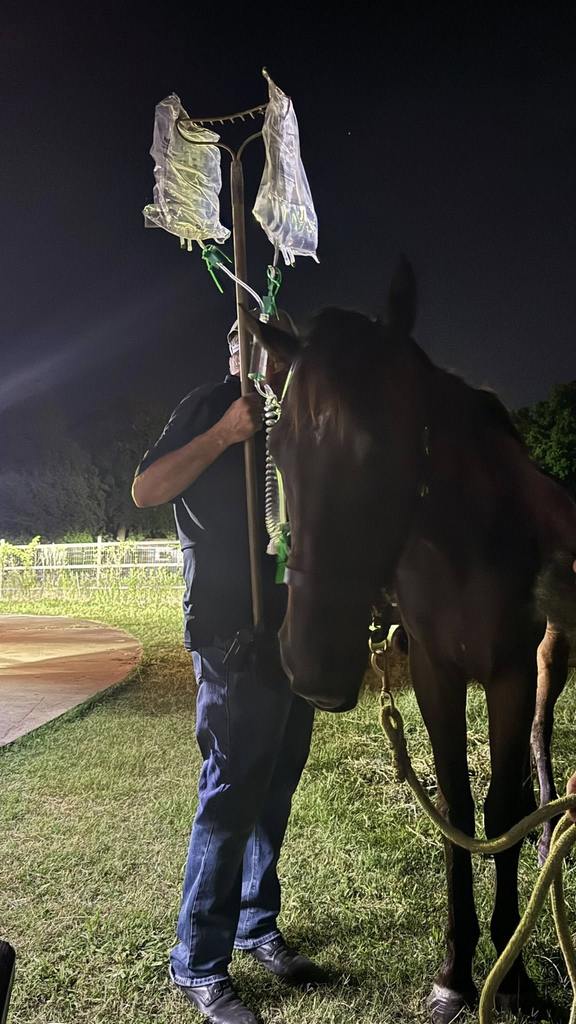 Tyler’s Sensation receiving medical care at the Bridge Sanctuary. (photo courtesy of The Bridge Sanctuary)