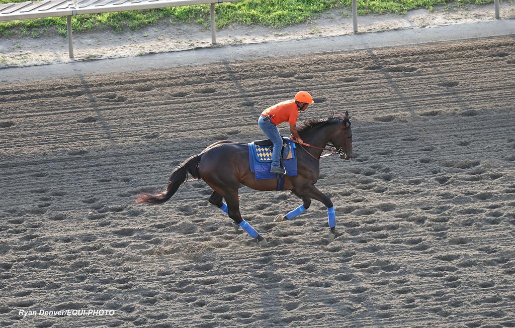 Haskell contender Goal Oriented gallops with rider Na Samsonith. (Ryan Denver/EQUI-PHOTO)