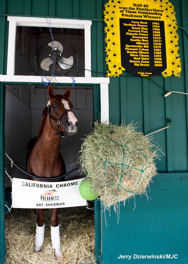 California Chrome enjoying Stall 40 in 2014. (Jerry Dzierwinski/MJC)