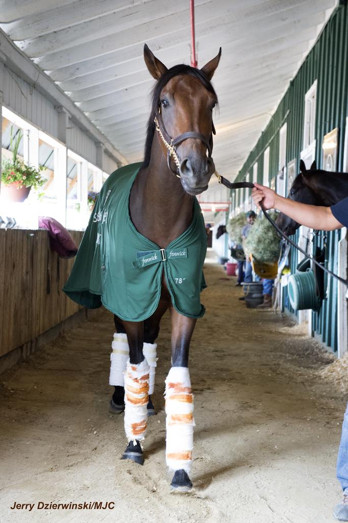 Nyquist walks the stakes barn shedrow. (Jerry Dzierwinski/MJC)