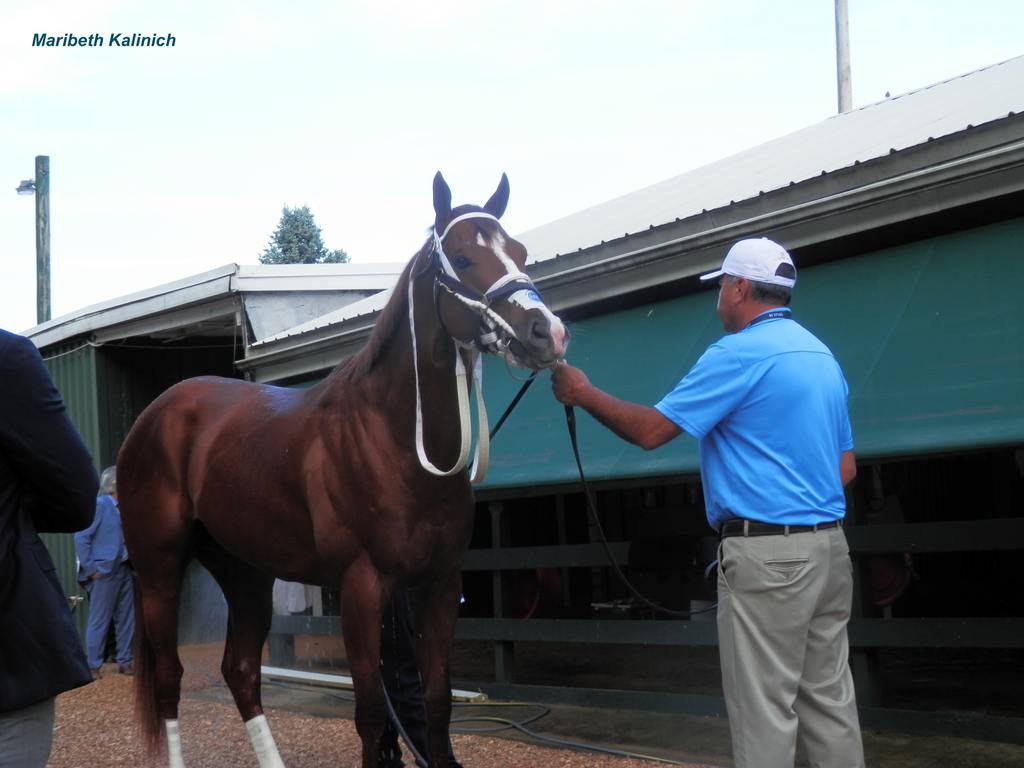 Mage getting his pre-Preakness bath and trainer inspection outside of the barn. (Maribeth Kalinich)
