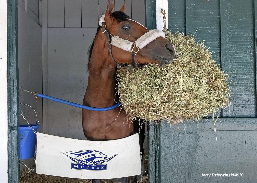 Mystik Dan in Stall 40 in 2024. (Jerry Dzierwinski/MJC)