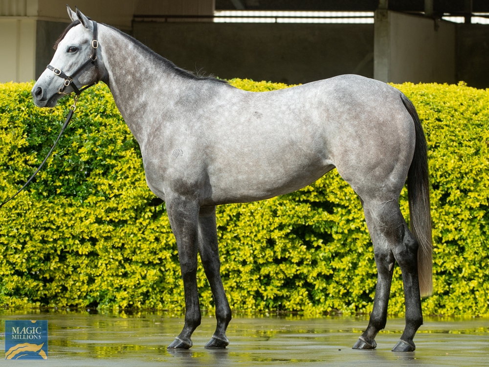 Lighthouse, by Mizzen Mast, was sold at the 2022 Gold Coast National Broodmare Sale. (Magic Millions photo)